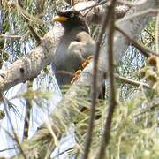 Javan Myna