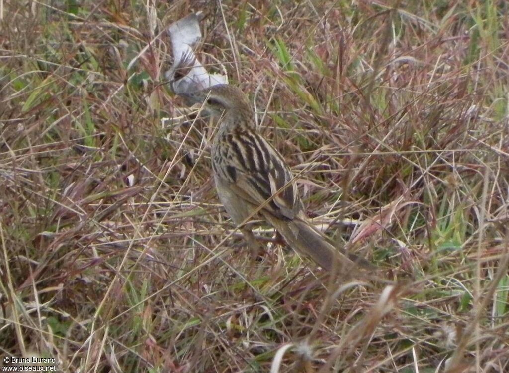 Striated Grassbirdadult, identification