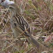 Striated Grassbird