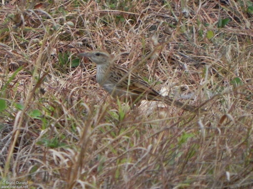 Striated Grassbirdadult, identification