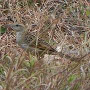 Striated Grassbird