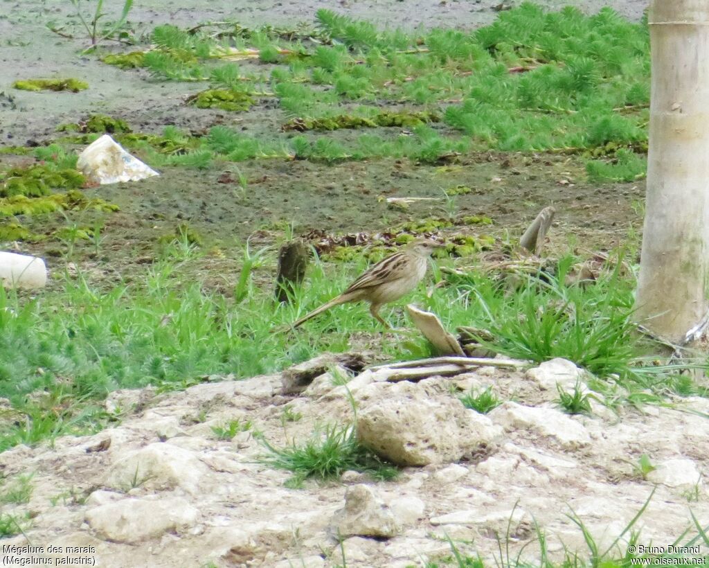 Striated Grassbird, identification