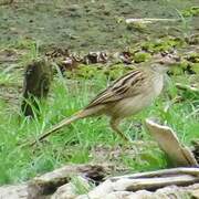 Striated Grassbird