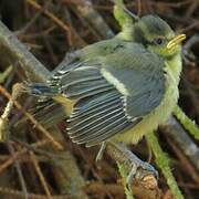 Eurasian Blue Tit