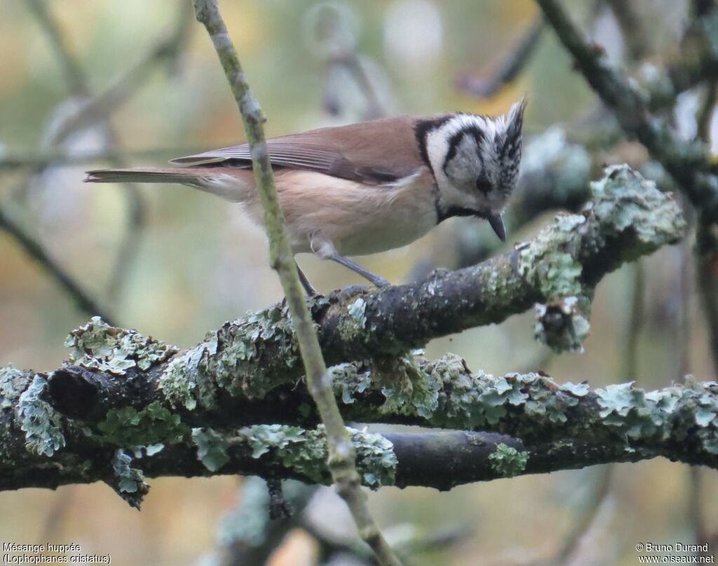 Mésange huppéeadulte internuptial, identification