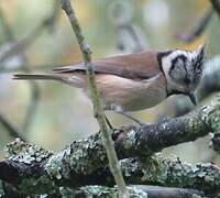 European Crested Tit