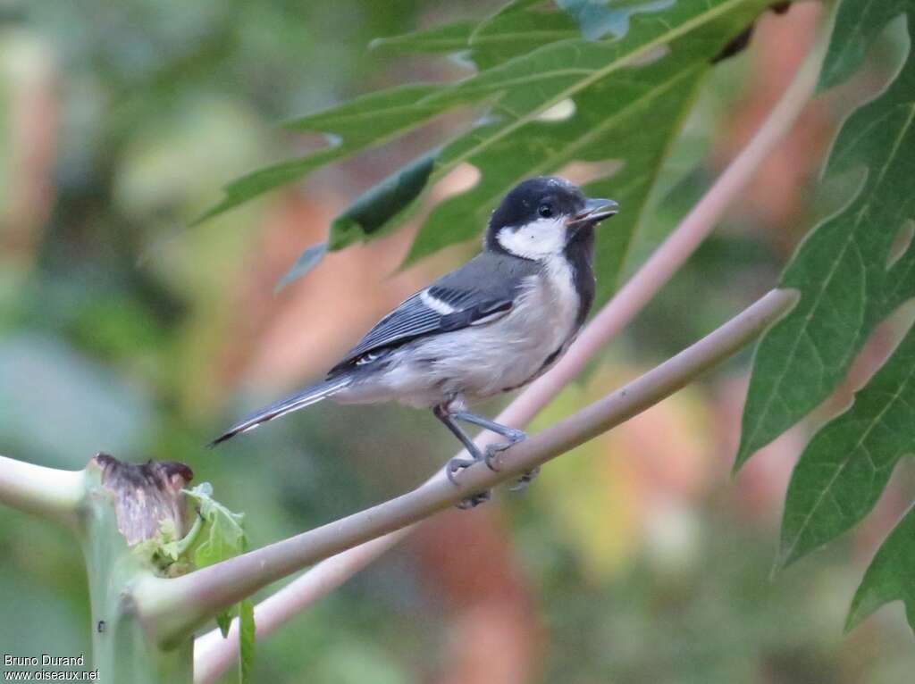 Cinereous Tit, identification