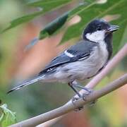 Cinereous Tit