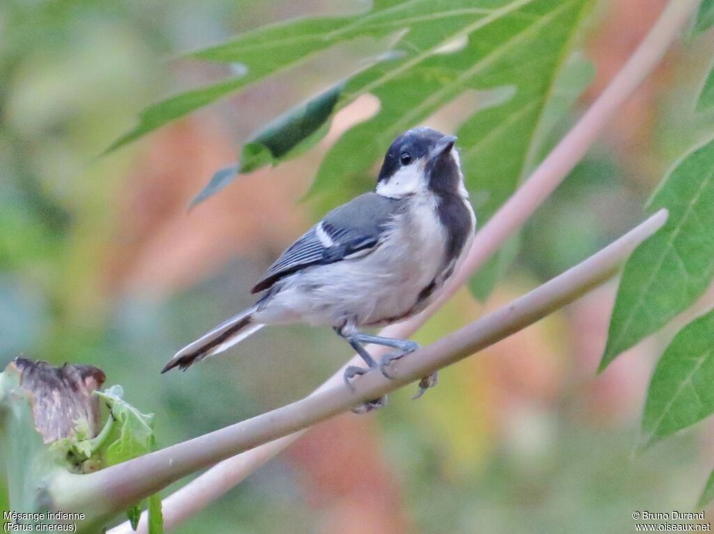 Cinereous Tit, identification