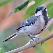 Cinereous Tit