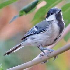 Mésange indienne