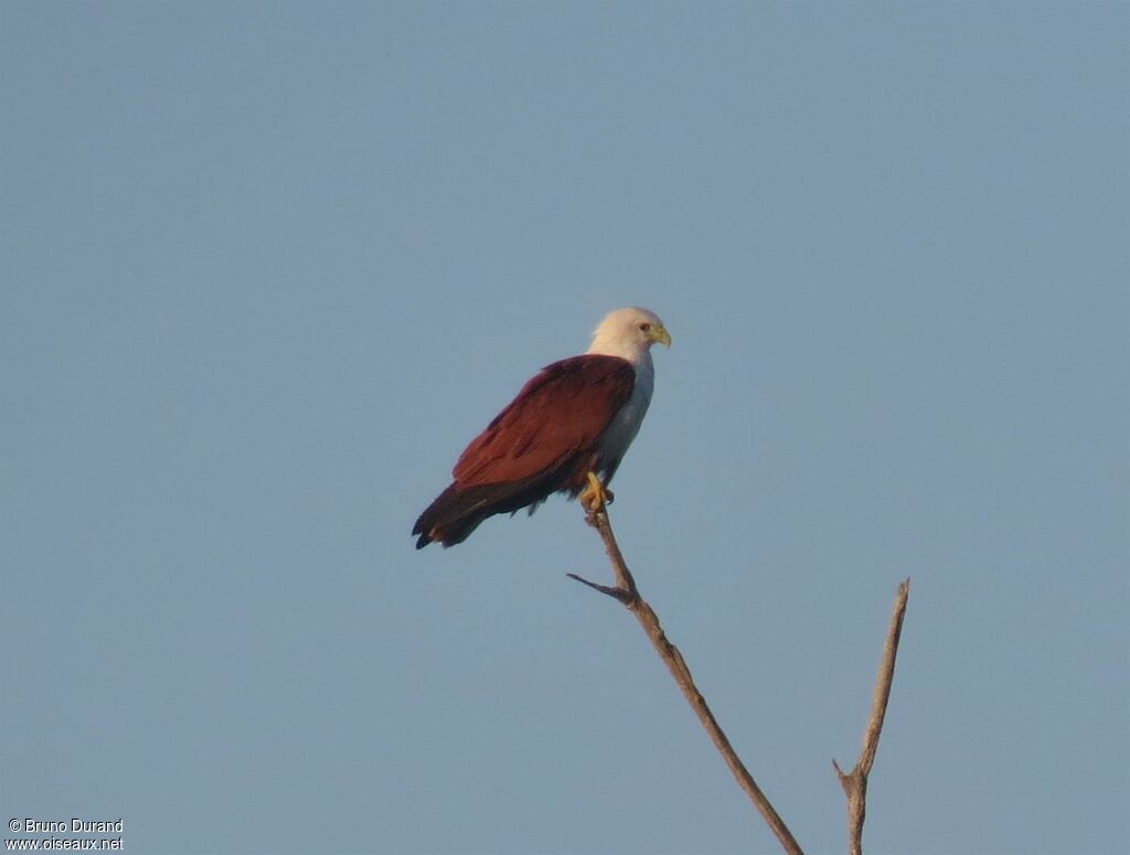 Brahminy Kite, identification, feeding habits, Behaviour