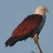 Brahminy Kite