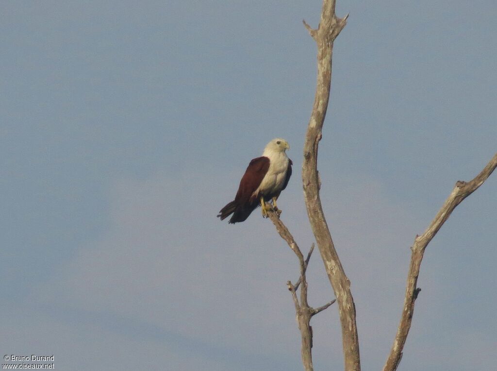 Brahminy Kiteadult, identification, Behaviour