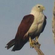 Brahminy Kite