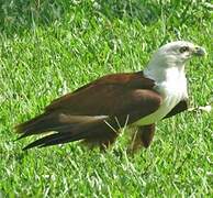 Brahminy Kite