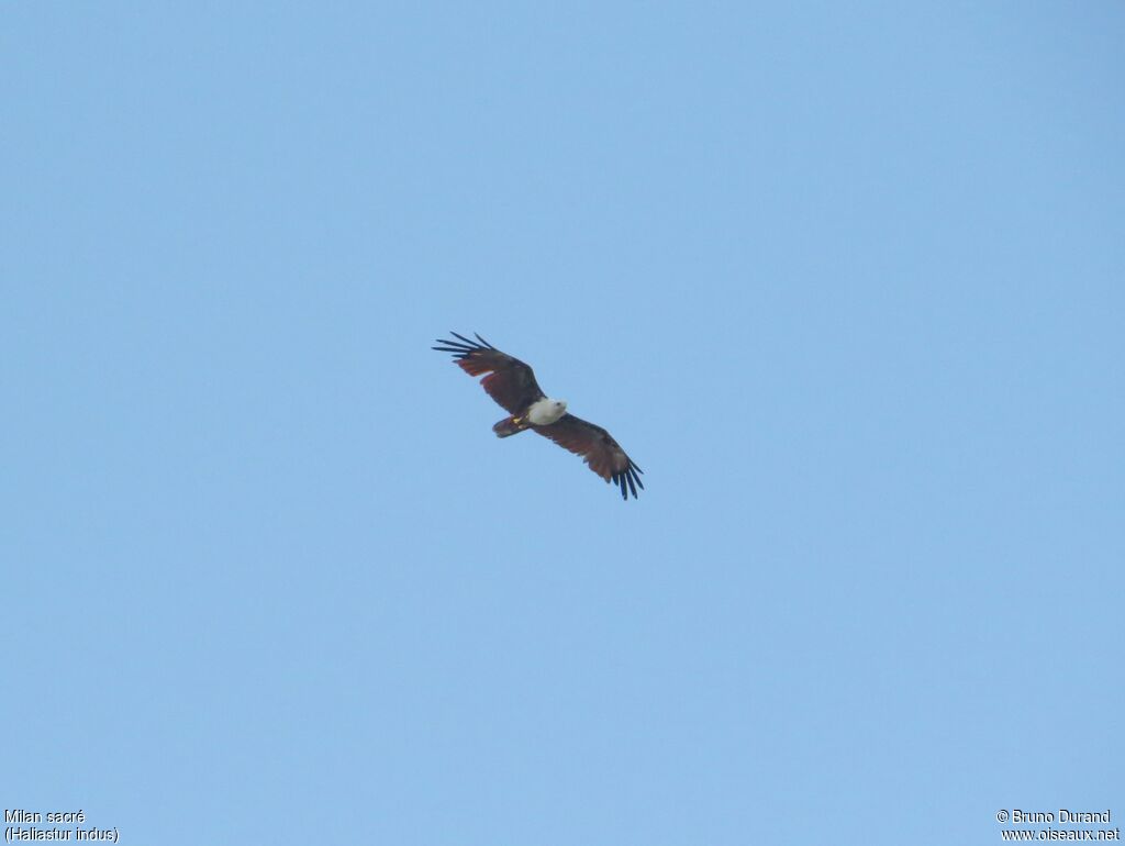 Brahminy Kite adult, Flight