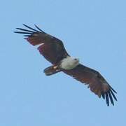 Brahminy Kite