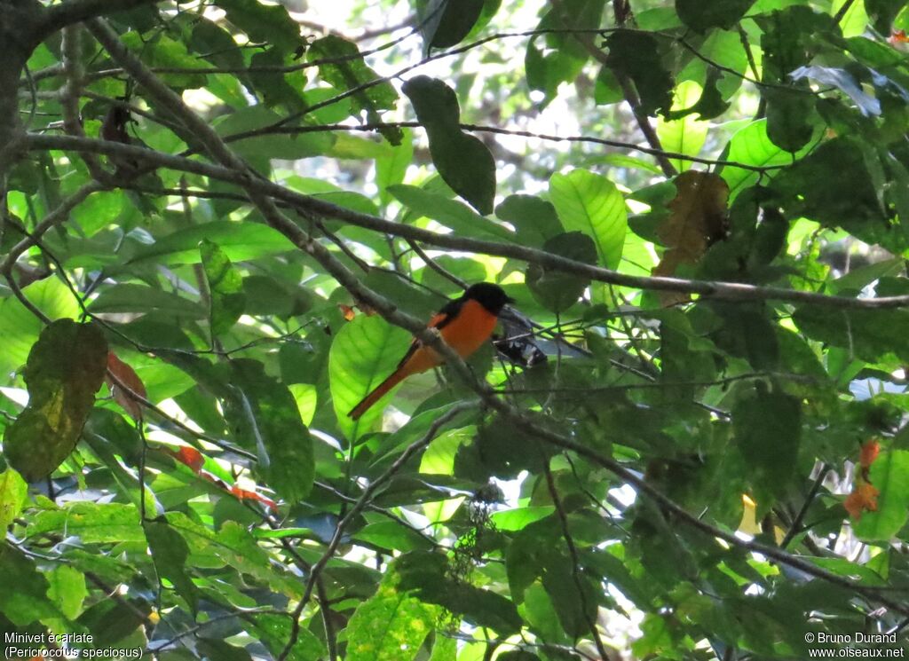 Minivet écarlate mâle adulte, identification