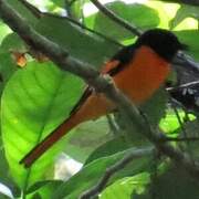 Scarlet Minivet