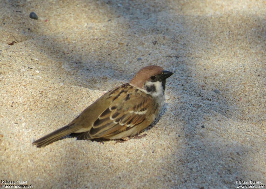 Moineau friquet, identification