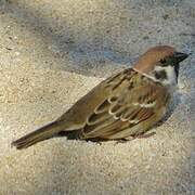 Eurasian Tree Sparrow