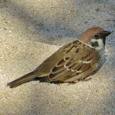 Moineau friquet