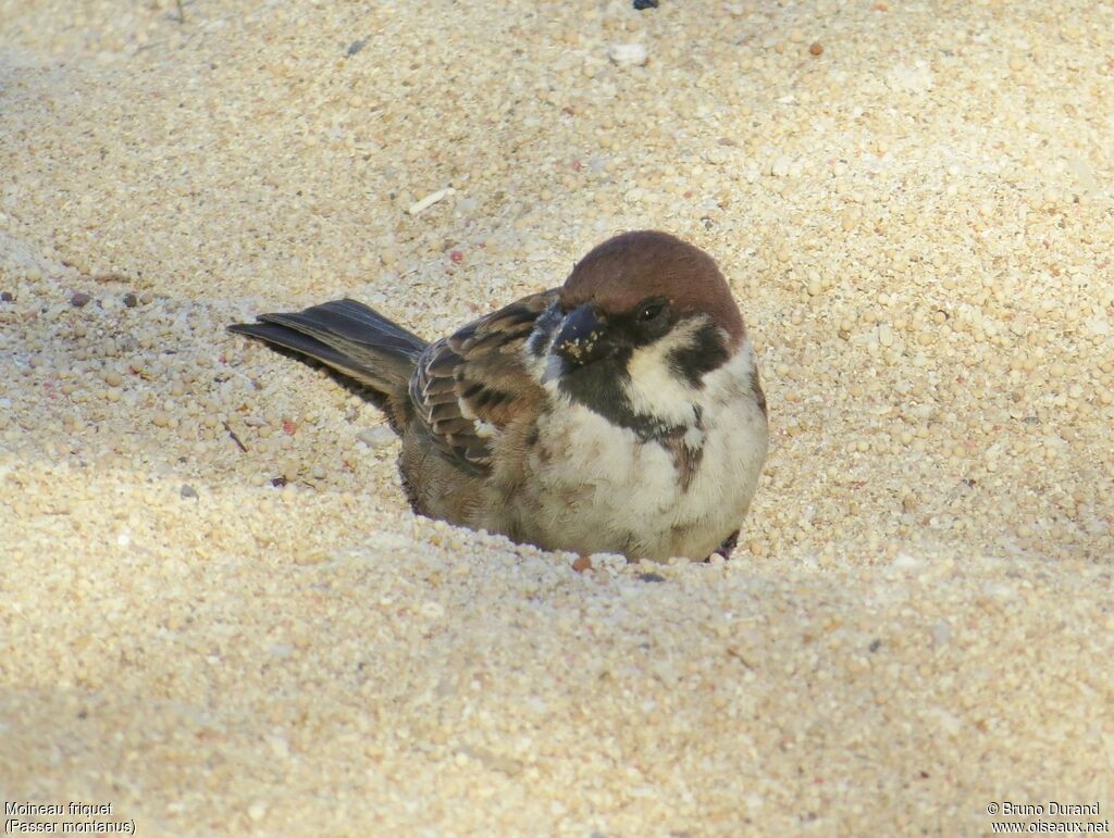 Moineau friquetadulte, identification, Comportement