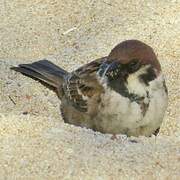 Eurasian Tree Sparrow