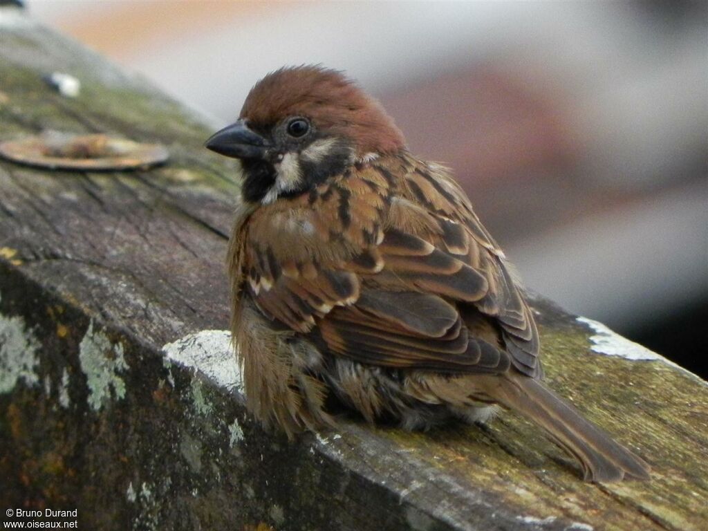 Eurasian Tree Sparrowadult