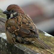 Eurasian Tree Sparrow