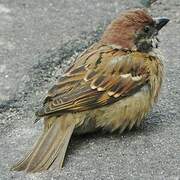 Eurasian Tree Sparrow