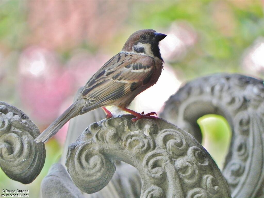 Moineau friquet, identification