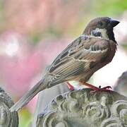 Eurasian Tree Sparrow