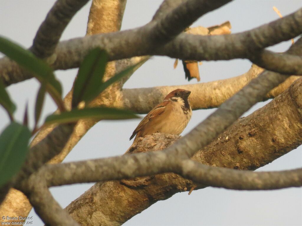 Moineau friquet, identification, Comportement