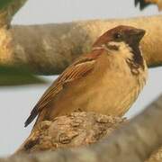 Eurasian Tree Sparrow