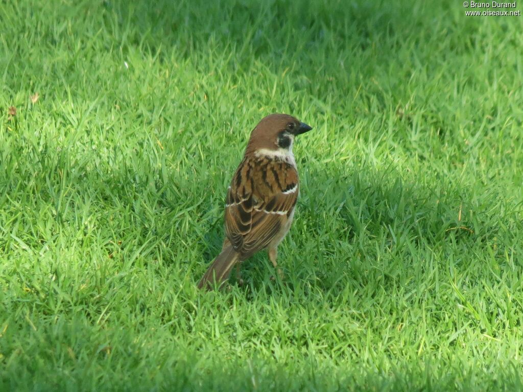 Moineau friquetadulte, identification, Comportement