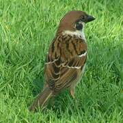 Eurasian Tree Sparrow