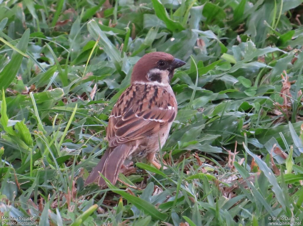 Moineau friquetadulte, identification