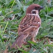 Eurasian Tree Sparrow