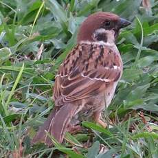 Moineau friquet