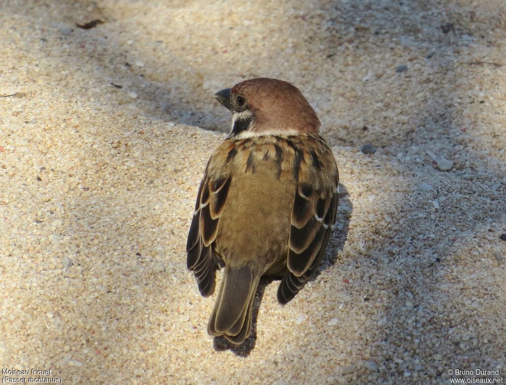 Eurasian Tree Sparrowadult, identification