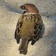 Eurasian Tree Sparrow