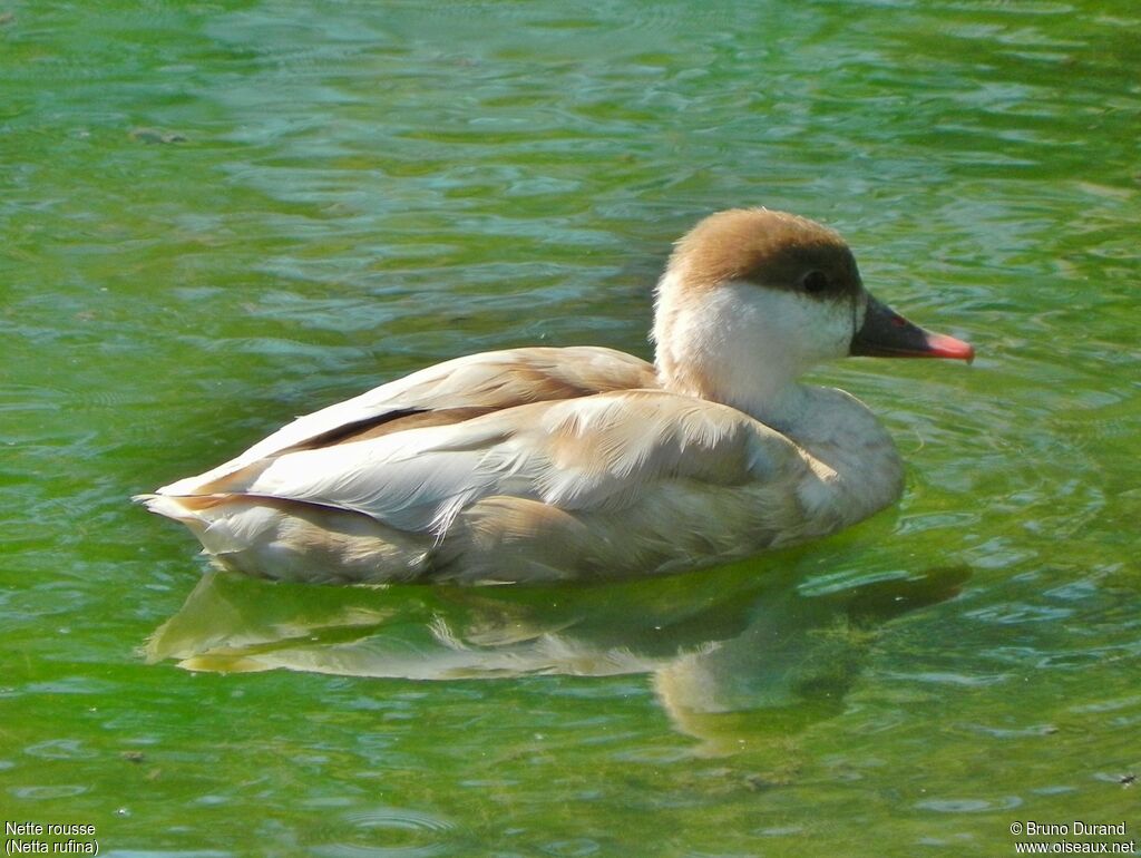 Red-crested Pochard female adult, identification