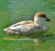 Red-crested Pochard