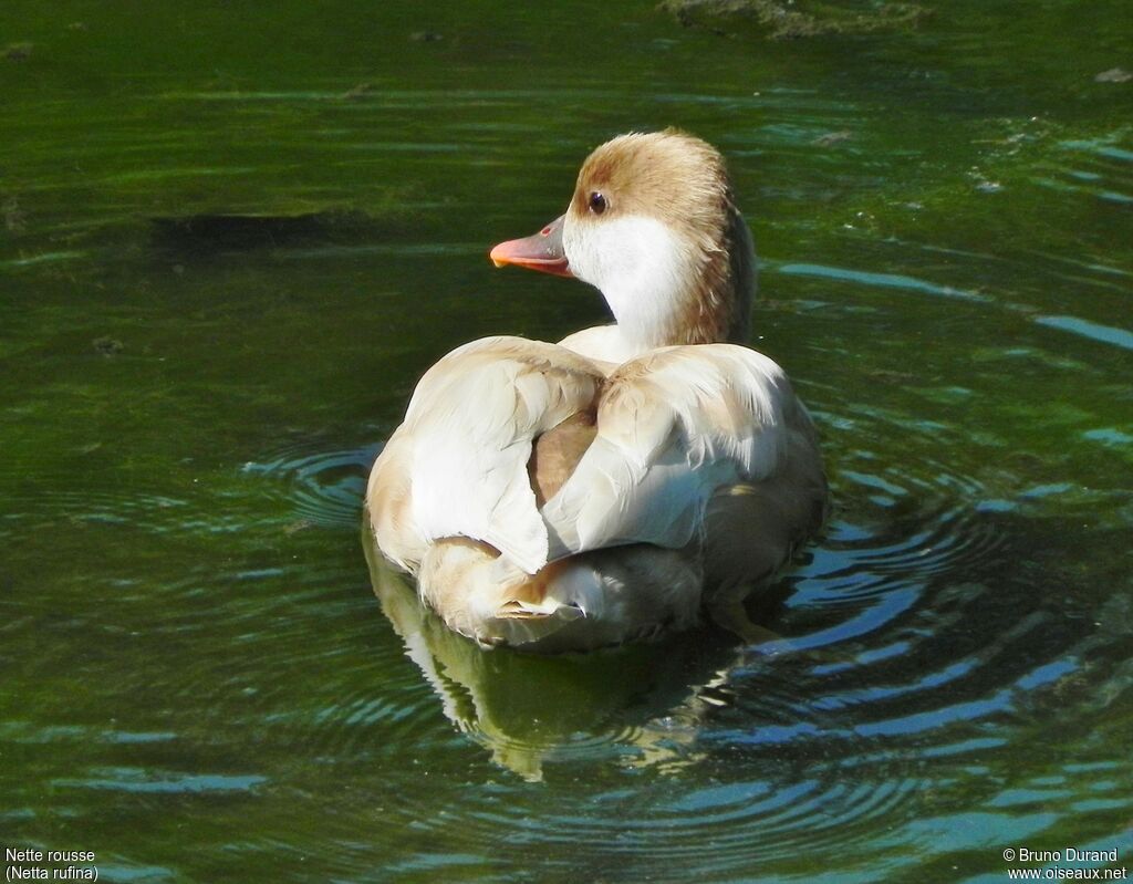 Nette rousse femelle adulte, identification