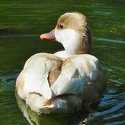 Red-crested Pochard