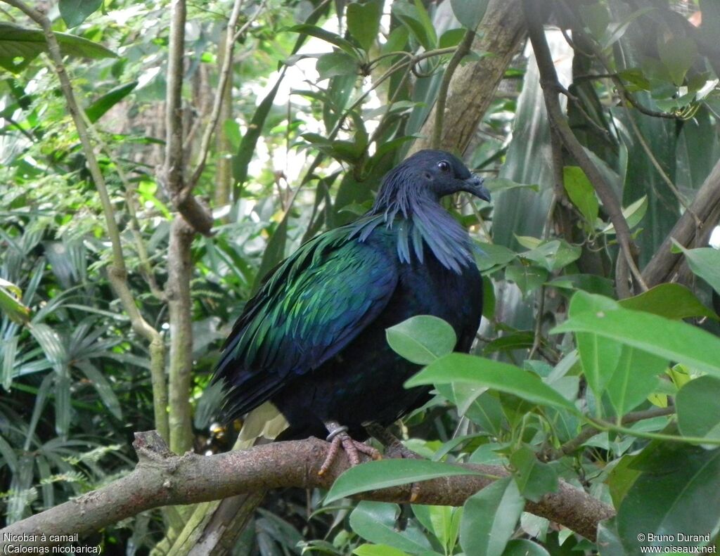 Nicobar à camailadulte, identification