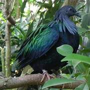 Nicobar Pigeon