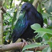 Nicobar Pigeon